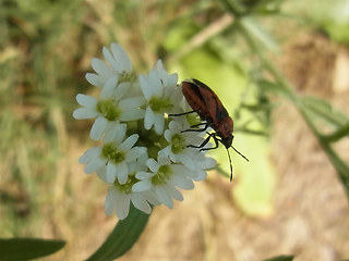 Eurydema ornata