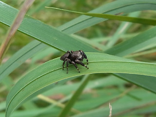 Evarcha arcuata