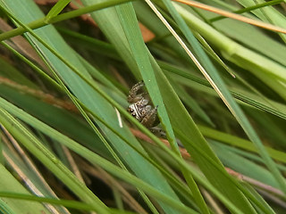 Evarcha arcuata