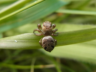 Evarcha arcuata