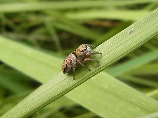 Evarcha arcuata