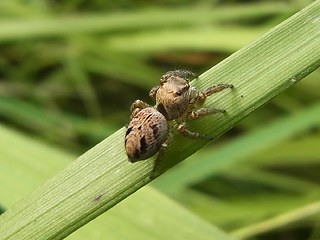 Evarcha arcuata