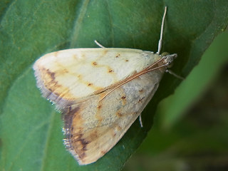 Evergestis extimalis