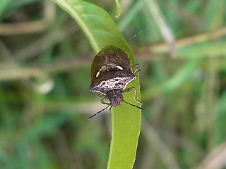 Eysarcoris aeneus