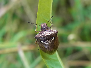 Eysarcoris aeneus