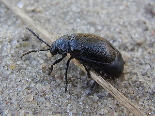 Galeruca tanaceti