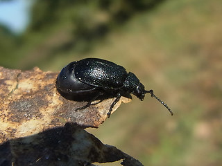 Galeruca tanaceti