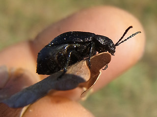 Galeruca tanaceti