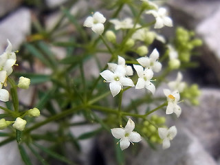 Galium anisophyllon