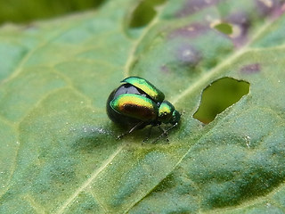 Gastrophysa viridula