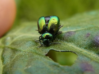 Gastrophysa viridula