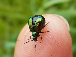 Gastrophysa viridula