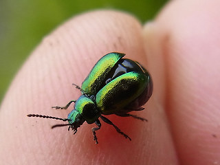 Gastrophysa viridula