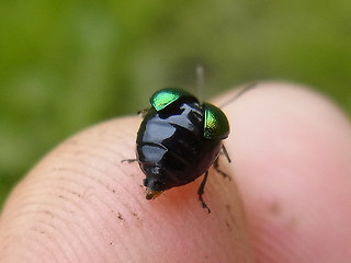 Gastrophysa viridula