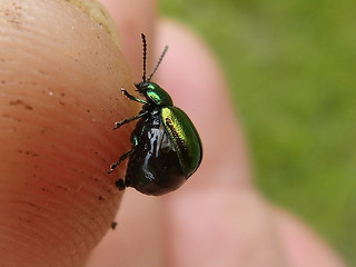 Gastrophysa viridula