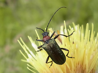 Gaurotes virginea