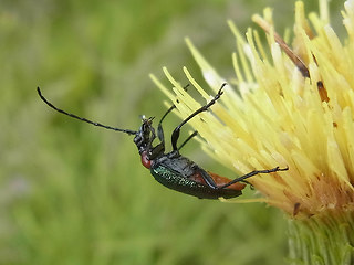 Gaurotes virginea