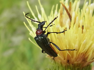 Gaurotes virginea