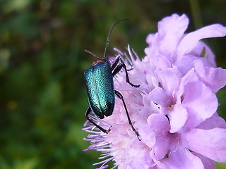 Gaurotes virginea