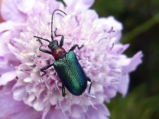 Gaurotes virginea