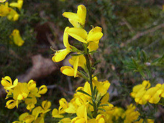 Genista pilosa