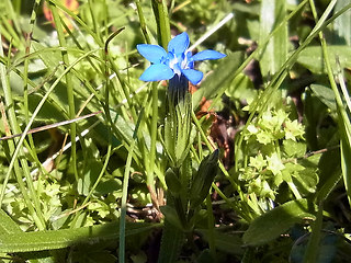 Gentiana nivalis