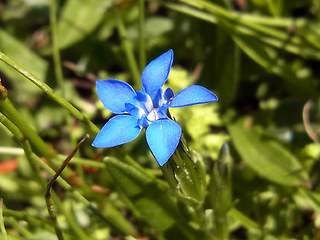 Gentiana nivalis