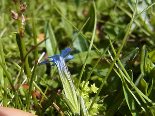 Gentiana nivalis