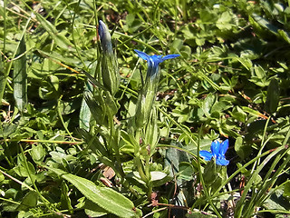 Gentiana nivalis