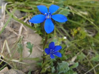 Gentiana utriculosa