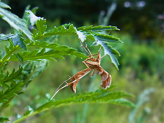 Gillmeria ochrodactyla