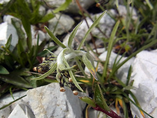 Gnaphalium hoppeanum