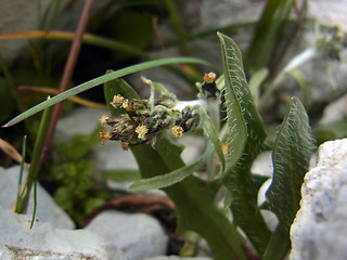 Gnaphalium hoppeanum