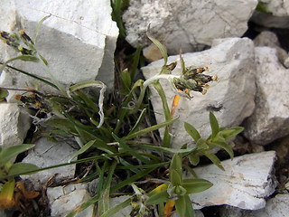 Gnaphalium hoppeanum