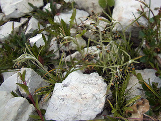 Gnaphalium hoppeanum