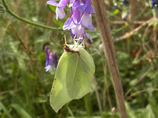 Gonepteryx rhamni