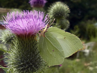 Gonepteryx rhamni