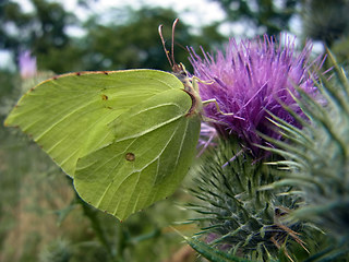 Gonepteryx rhamni