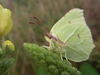 Gonepteryx rhamni