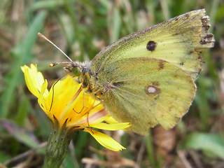 Gonepteryx rhamni