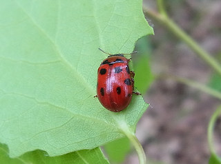 Gonioctena decemnotata