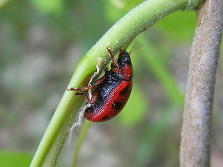 Gonioctena decemnotata