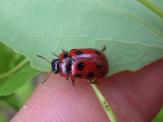 Gonioctena decemnotata