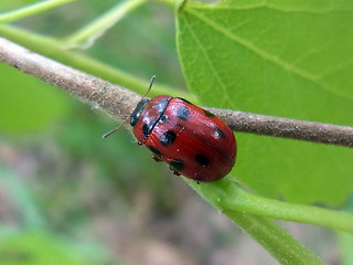 Gonioctena decemnotata