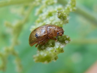 Gonioctena quinquepunctata