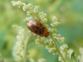 Gonioctena quinquepunctata