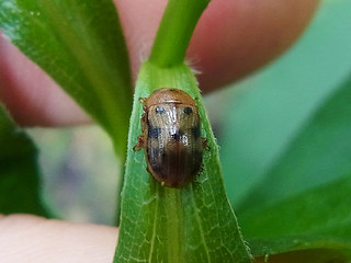 Gonioctena quinquepunctata