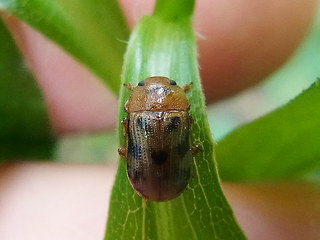 Gonioctena quinquepunctata