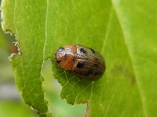 Gonioctena quinquepunctata