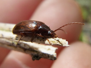 Gonodera luperus